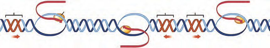 طبق کاب زیست دوازدهم ، فقط یکی از دو رشته ی DNA رونویسی می شود.