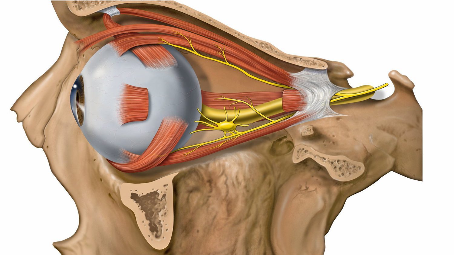 در فرآیند تند خوانی تقویت ماهیچه های چشم اولین کاری است که باید انجام شود .
